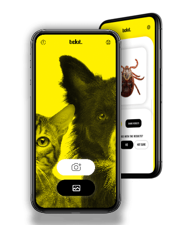 Tickit : une nouvelle application mobile pour signaler les tiques des chiens et des chats