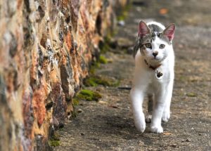 L’identification des chats : au-delà de l’obligation, une opportunité