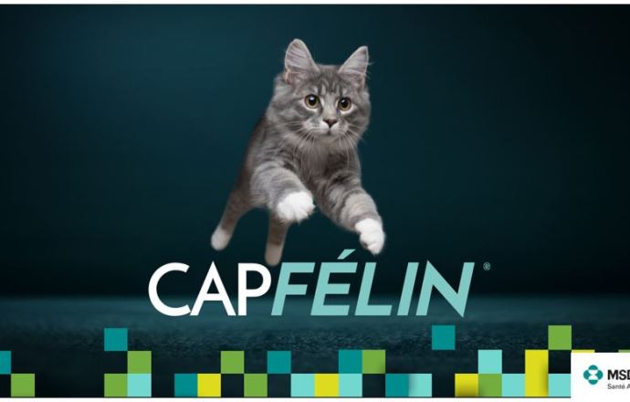 CAP FELIN : accompagner les structures vétérinaires dans la médicalisation du chat