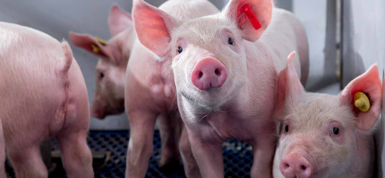 Le bien-être et la protection des porcs  Ministère de l'Agriculture et de  la Souveraineté alimentaire