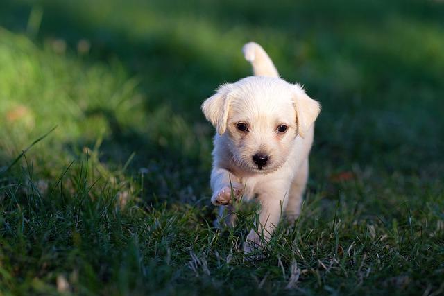 Êtes-vous incollable sur la babésiose canine ? 