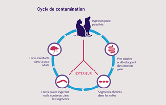 Infestation par Dipylidium caninum chez le chien