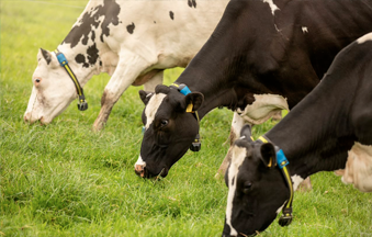 MSD Santé Animale présente sa nouvelle génération de logiciel de surveillance SenseHub™ Dairy