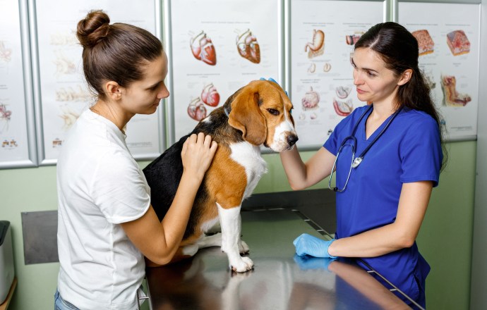 MSD Santé Animale lance «le mois de l’ASV»