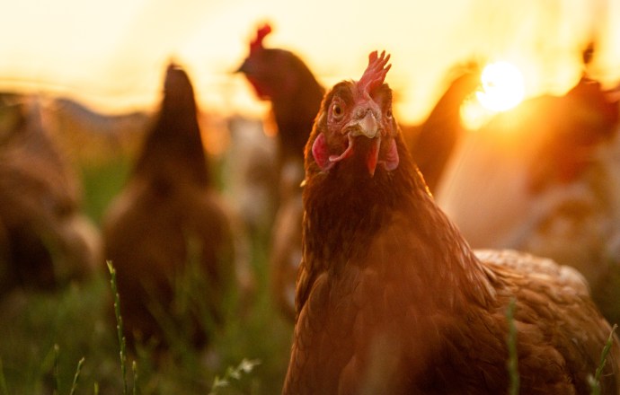 Exzolt® est le premier médicament vétérinaire dont l’AMM précise, dans ses propriétés, la notion « d’amélioration du bien-être animal » reconnue par les autorités réglementaires européennes