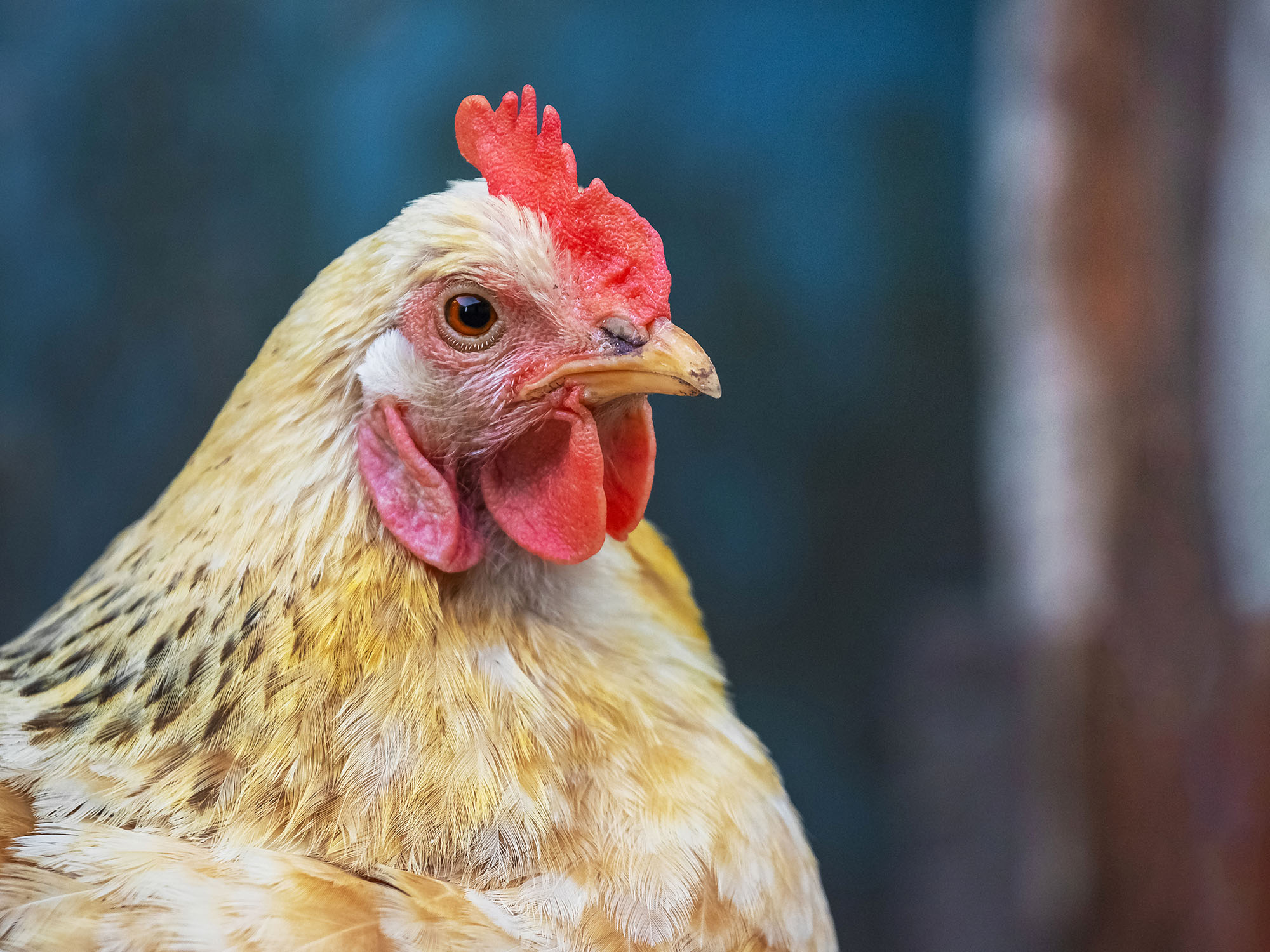 Poulet aux plumes orange et blanc de profil