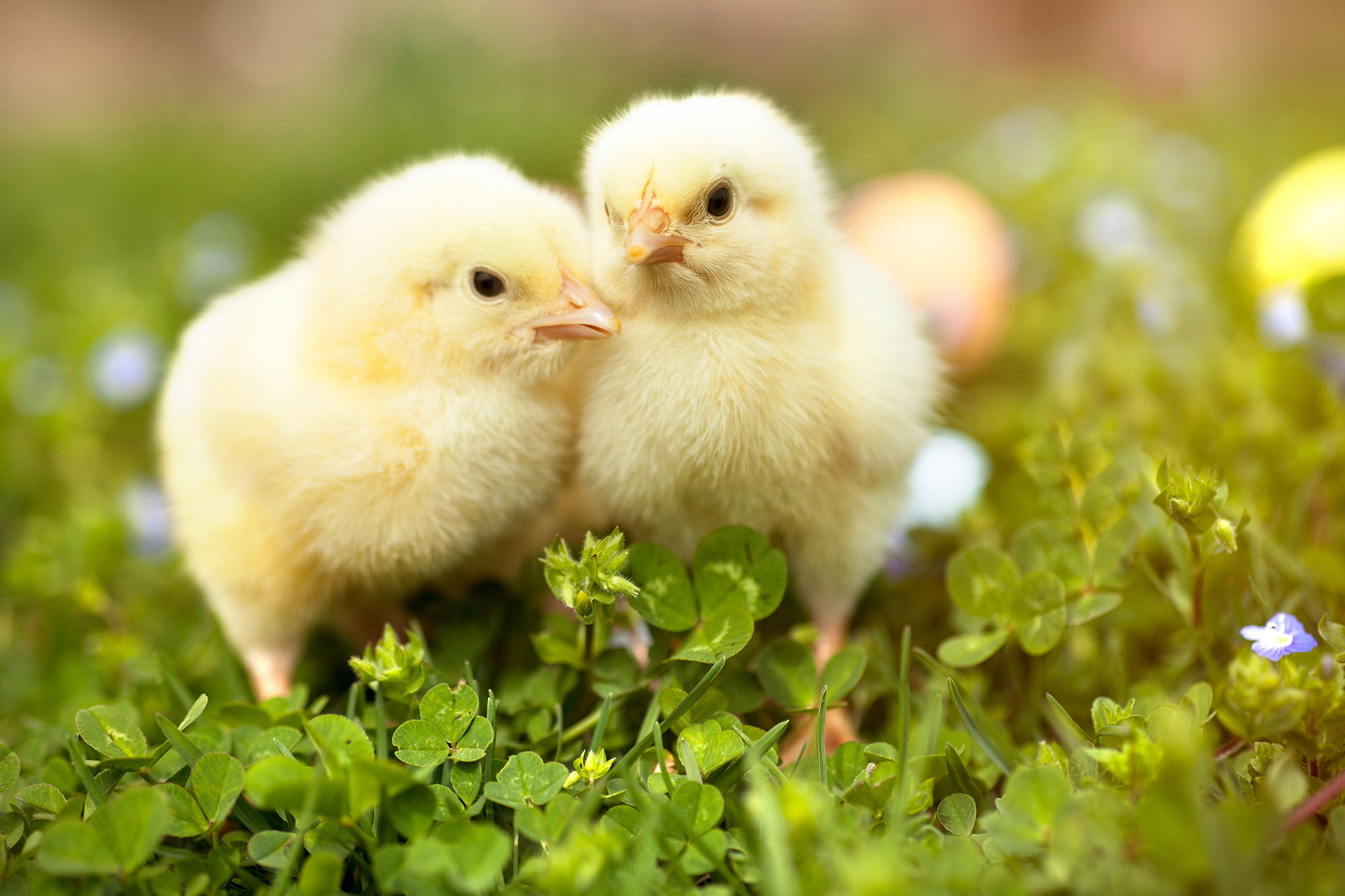 Poussins dans l'herbe