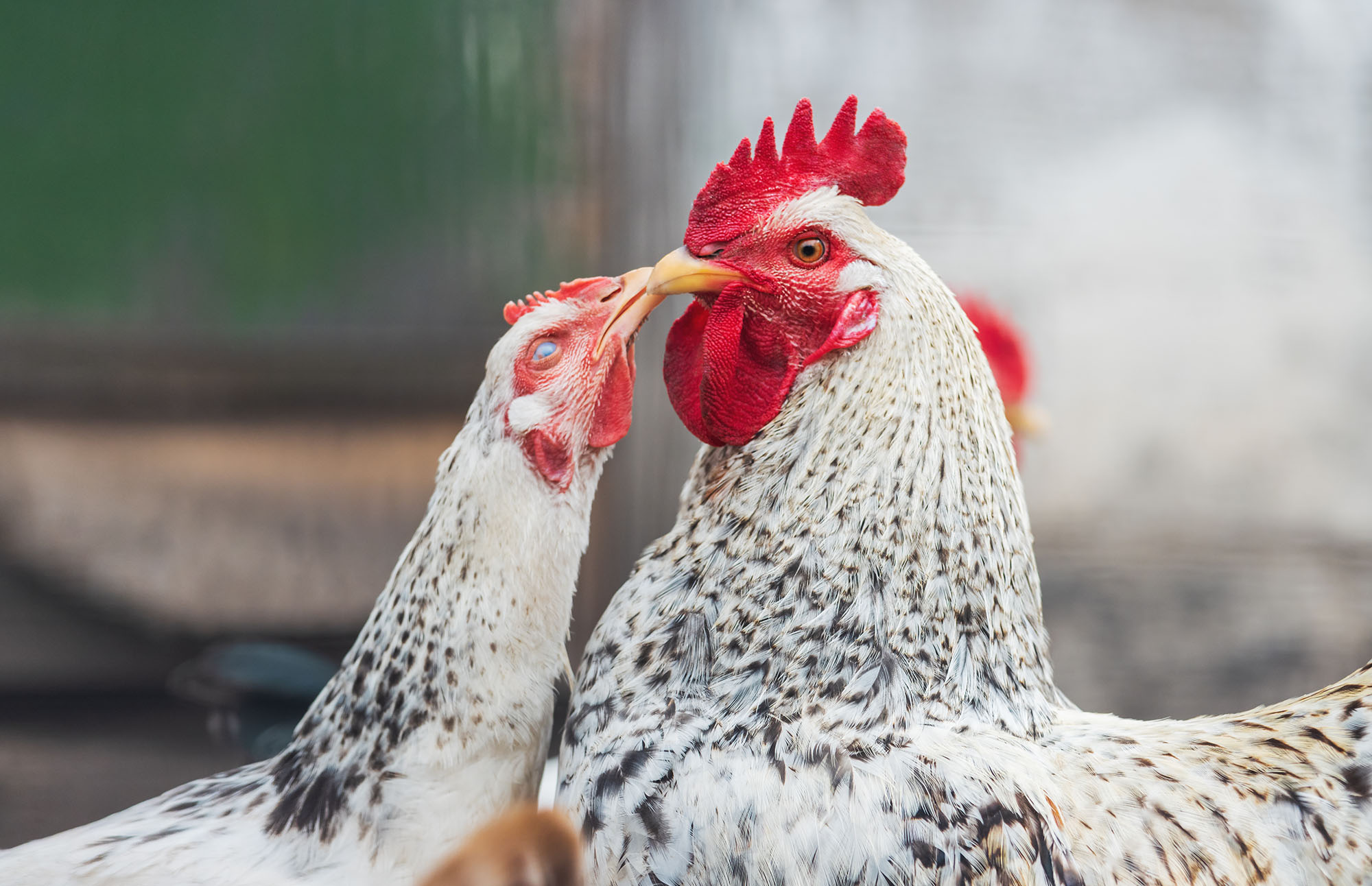 Coq et poule s'embrassent