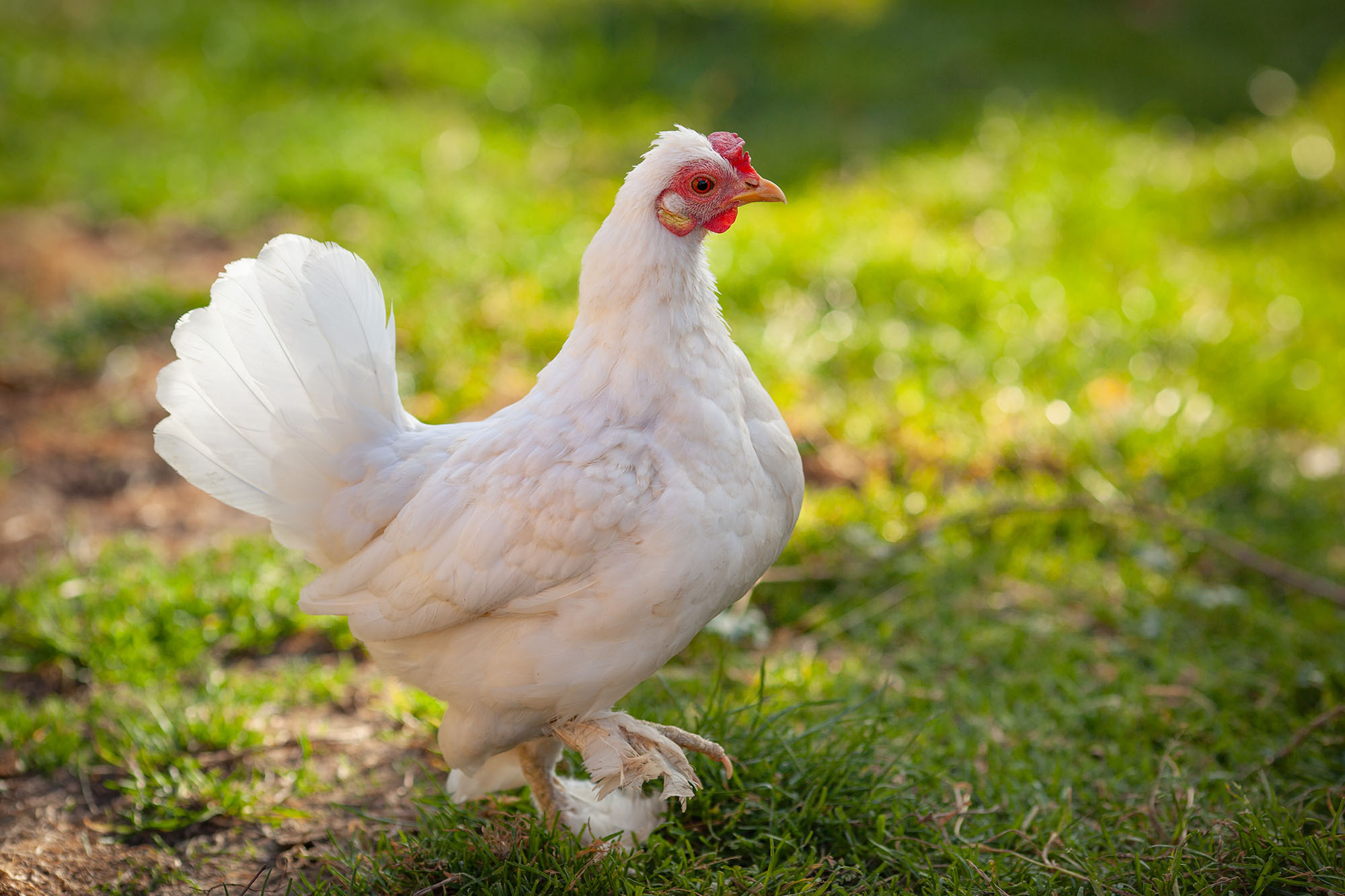 Belle poule dans l'herbe verte