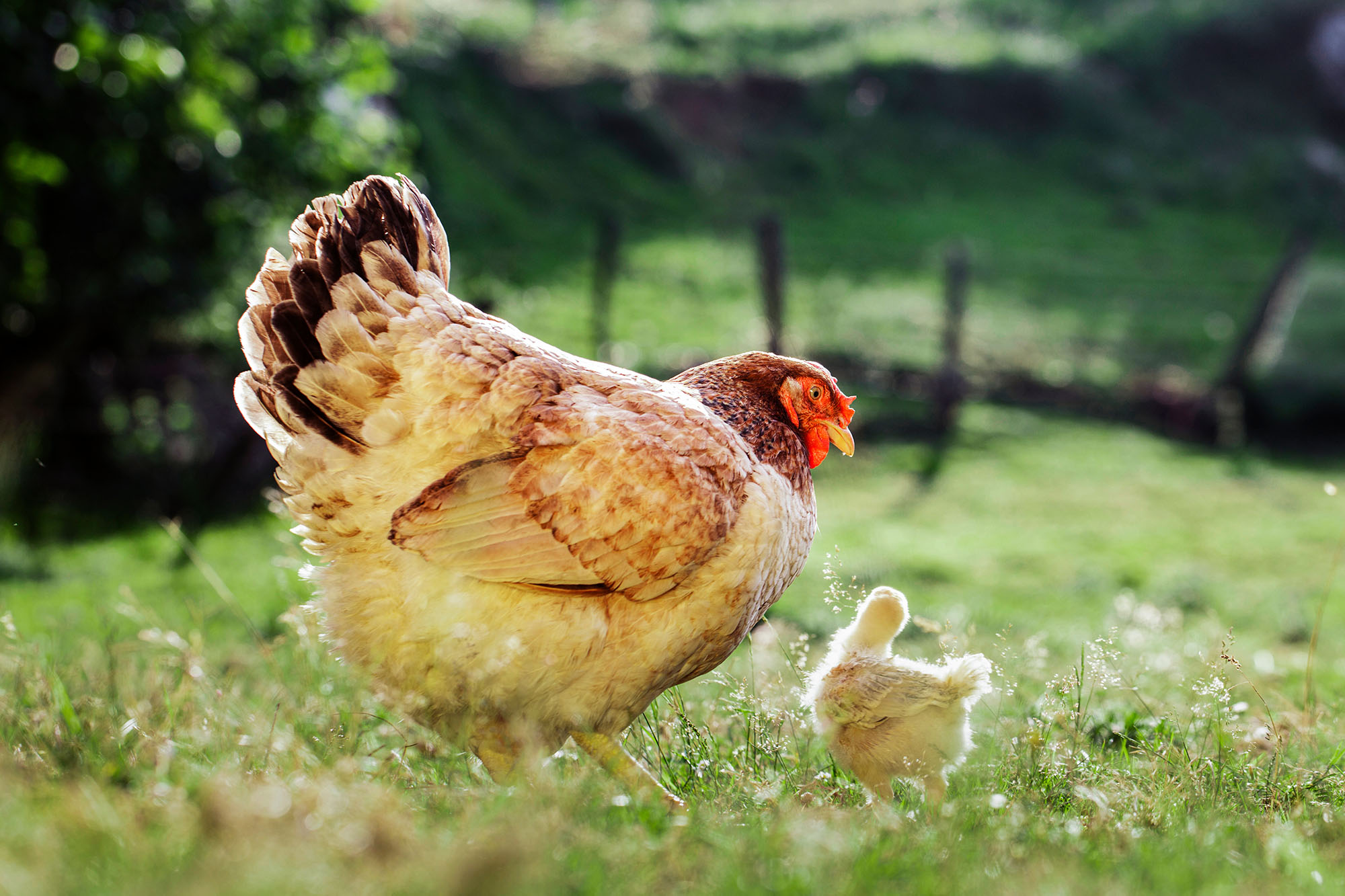 Poule dans un champ regardant son poussin