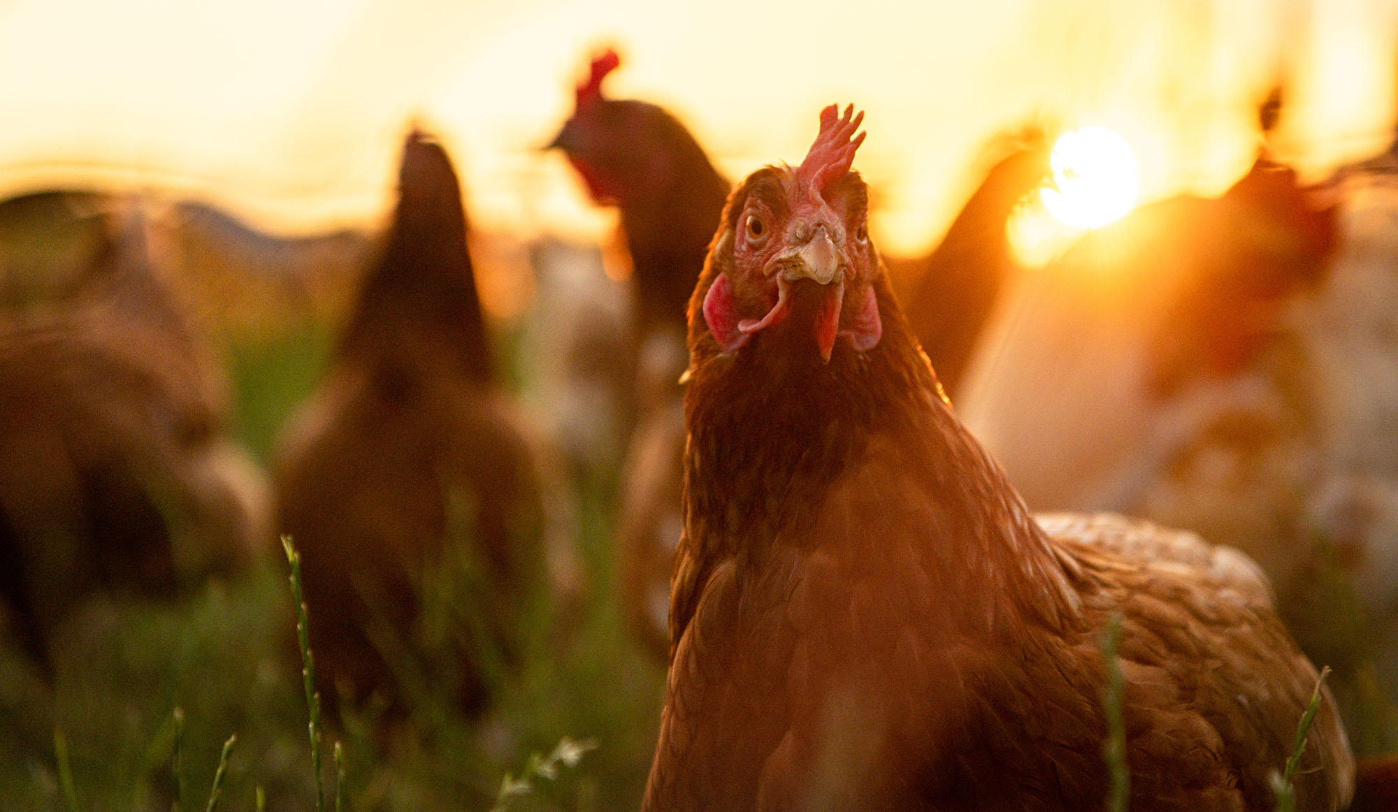 Poulets dans un champ au coucher du soleil