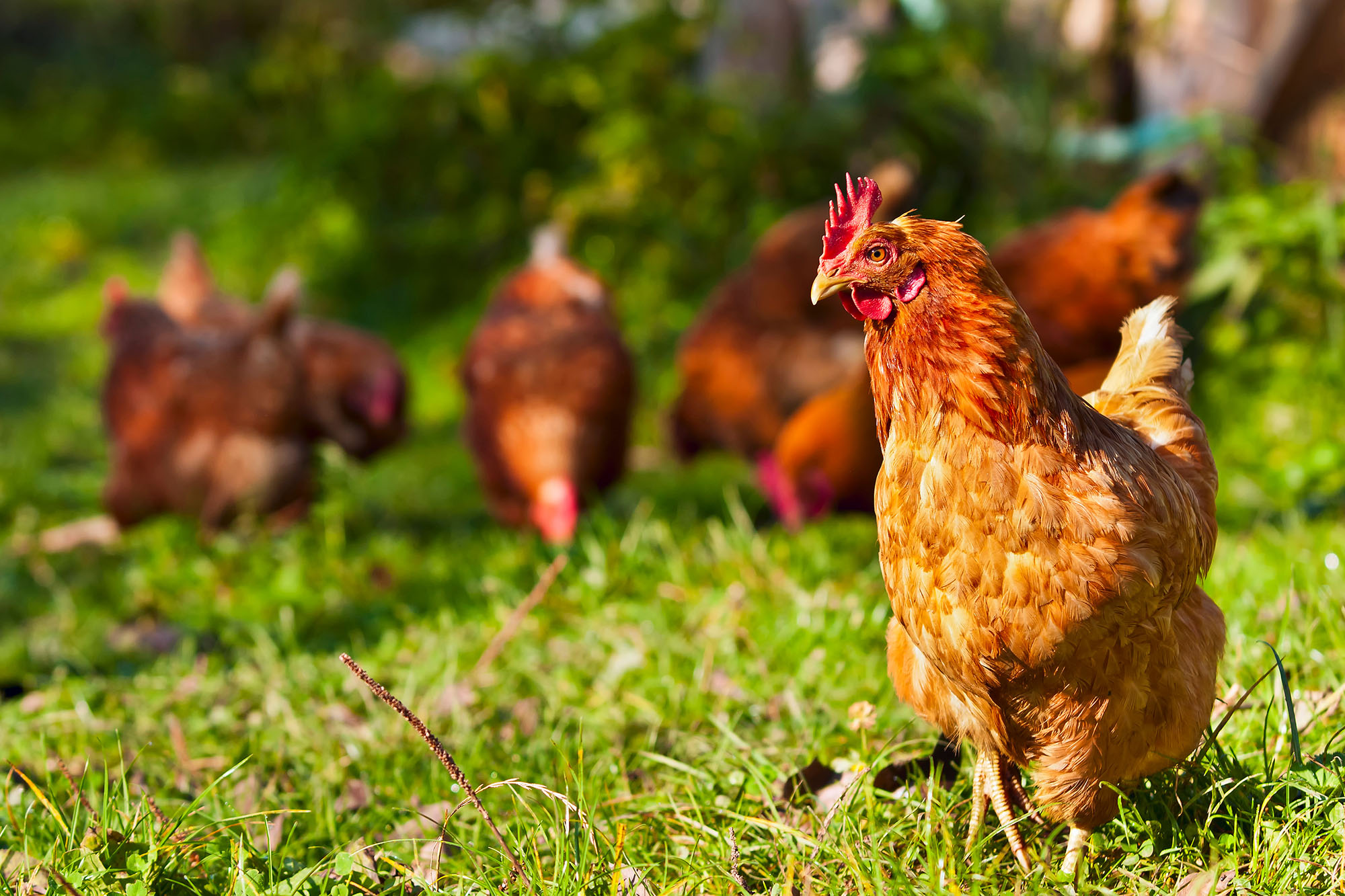 Quelques poulets picorant dans l'herbe