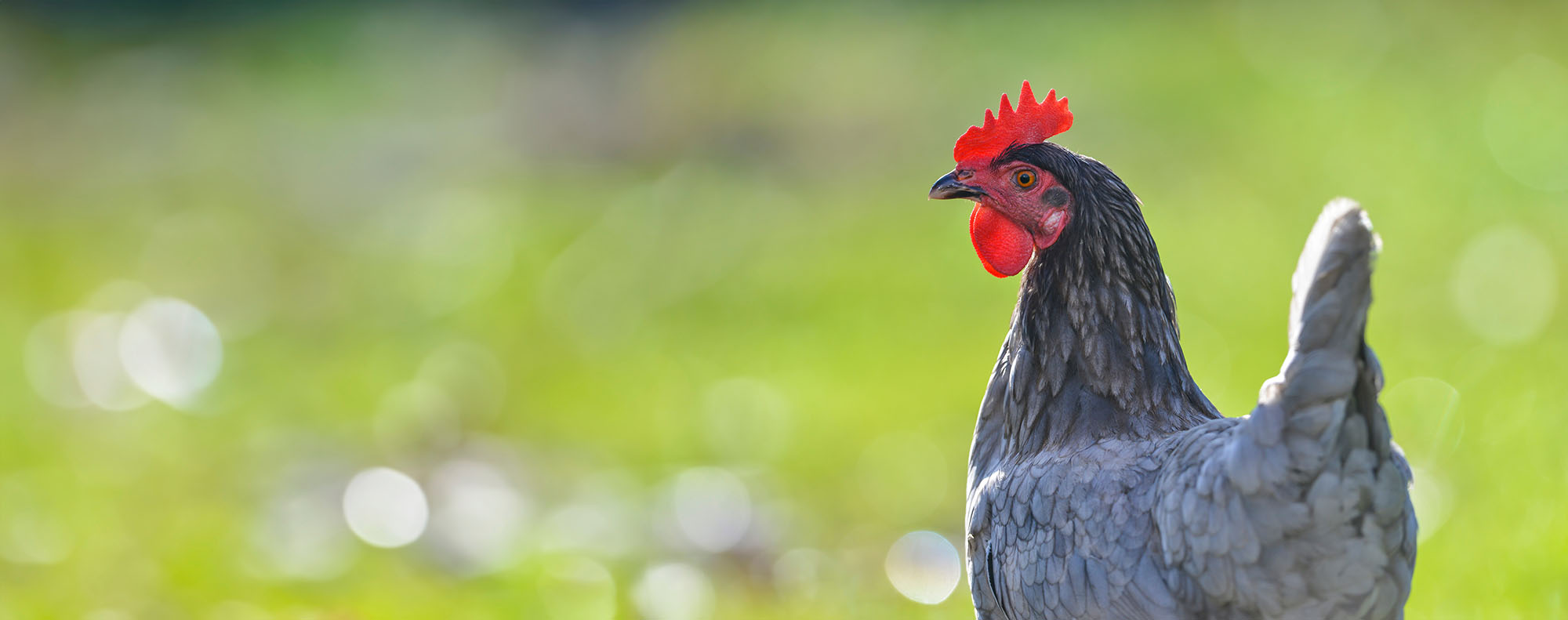 Poule dans un jardin