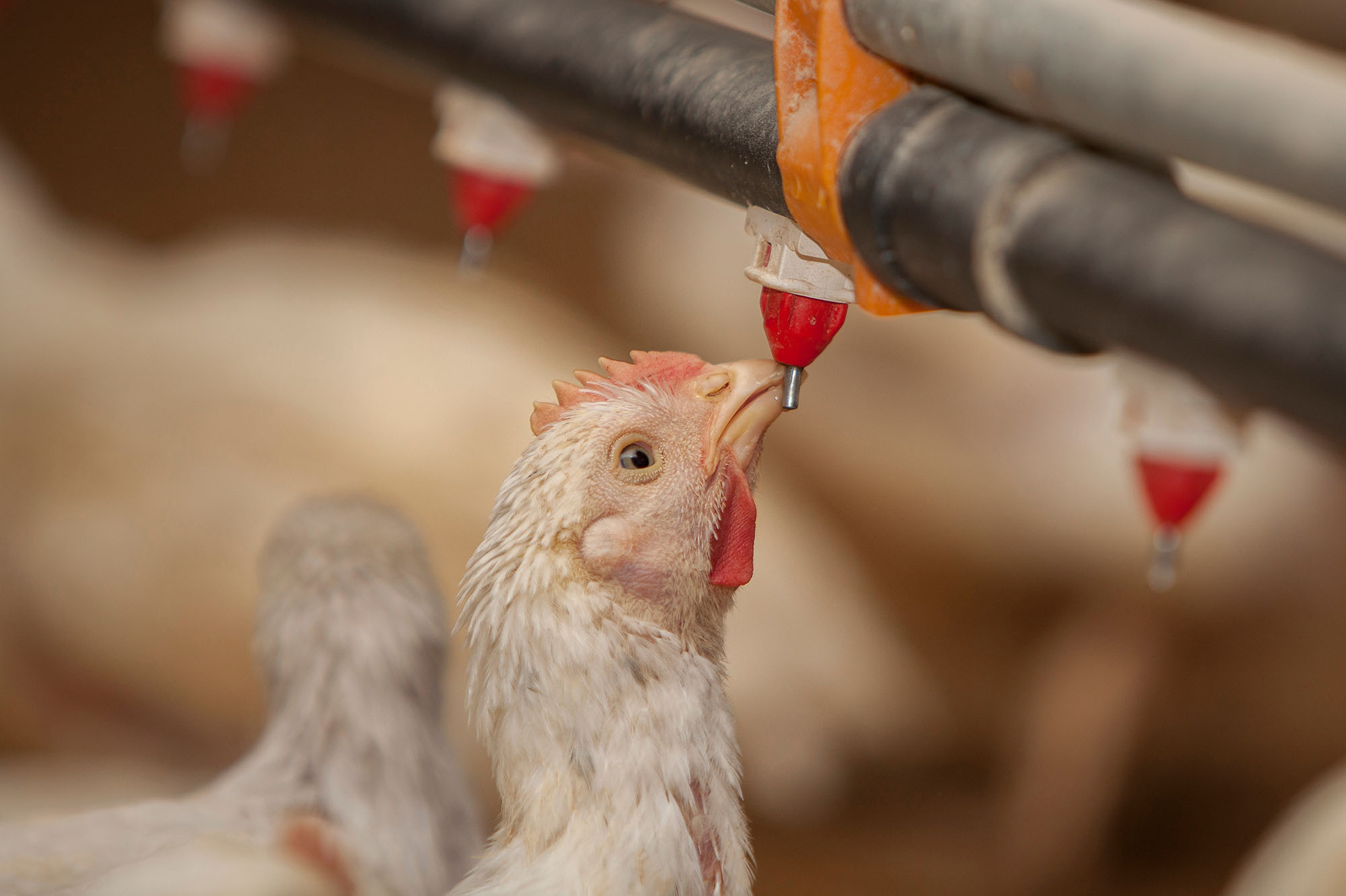 Poule en train de boire