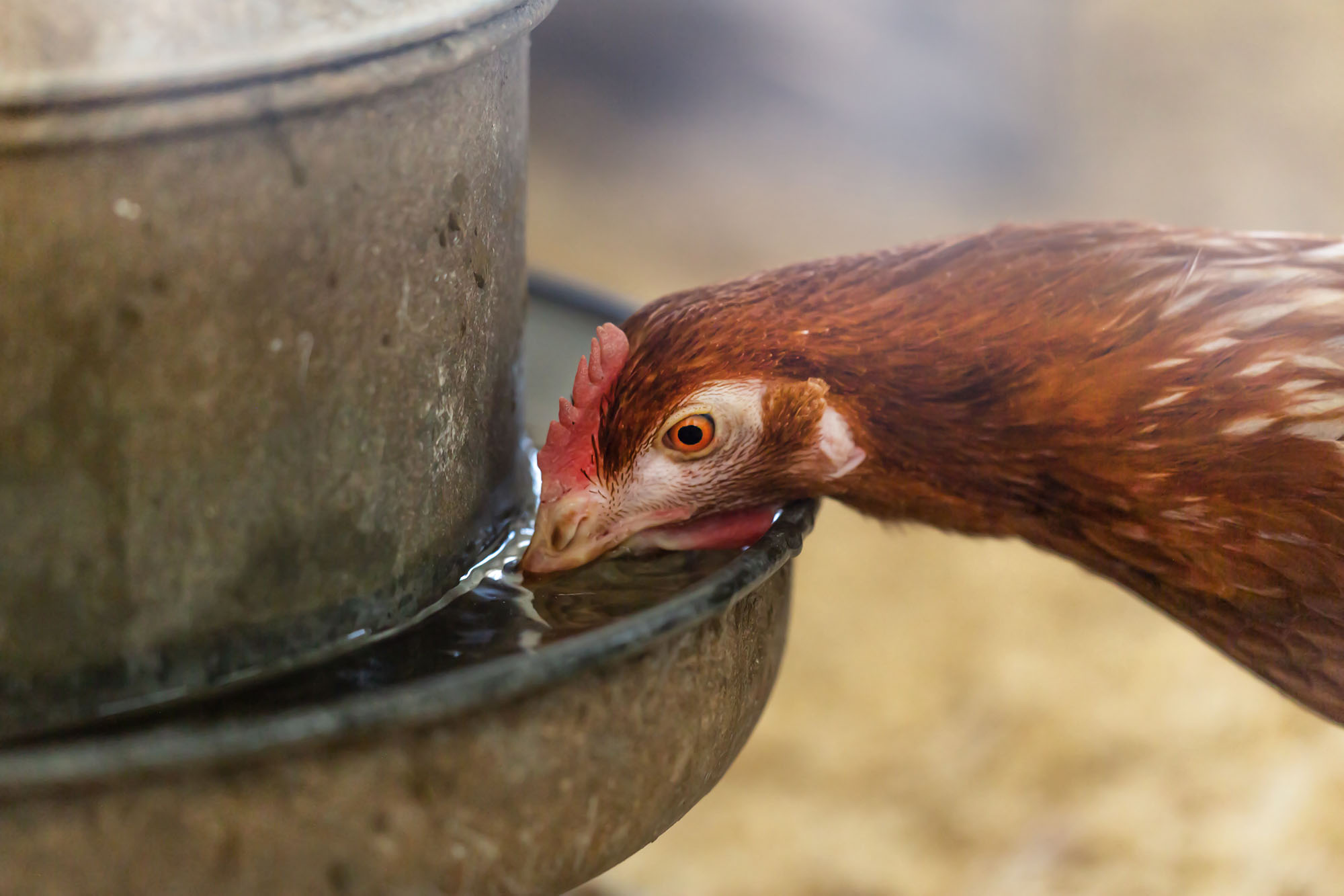 Poule en train de boire