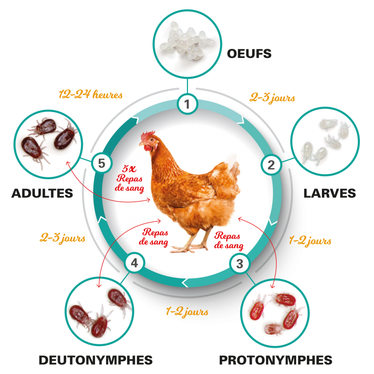 Cycle de vie du pou rouge des poules